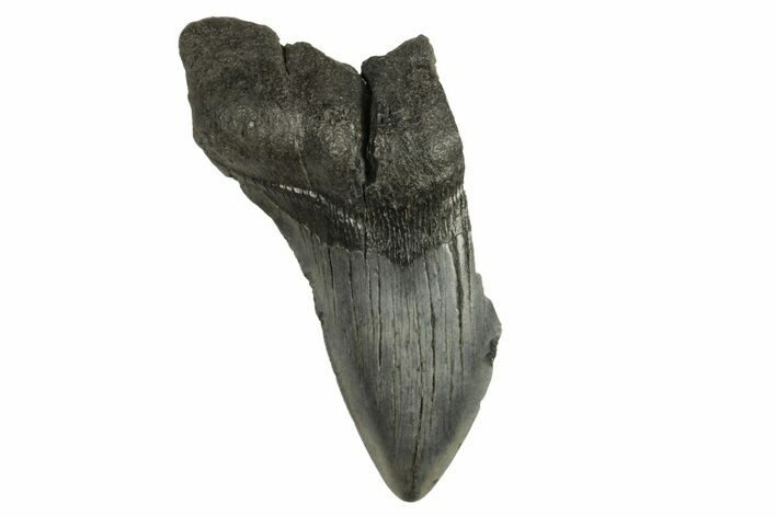 Bargain, Fossil Megalodon Tooth - South Carolina #294426